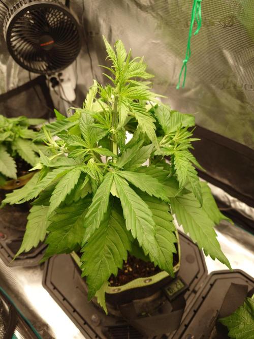 Purple Clouds. Week 4