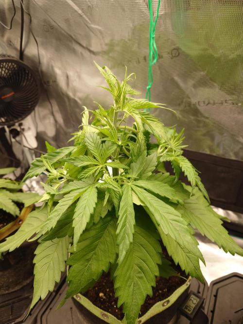 Purple Clouds. Week 4