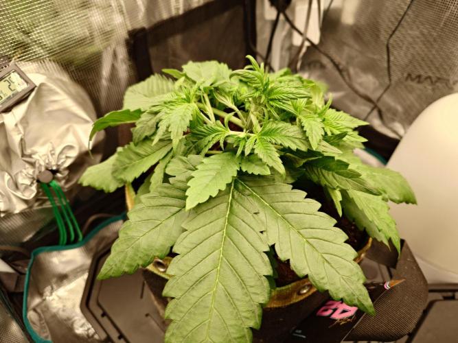 Purple Clouds. Week 4