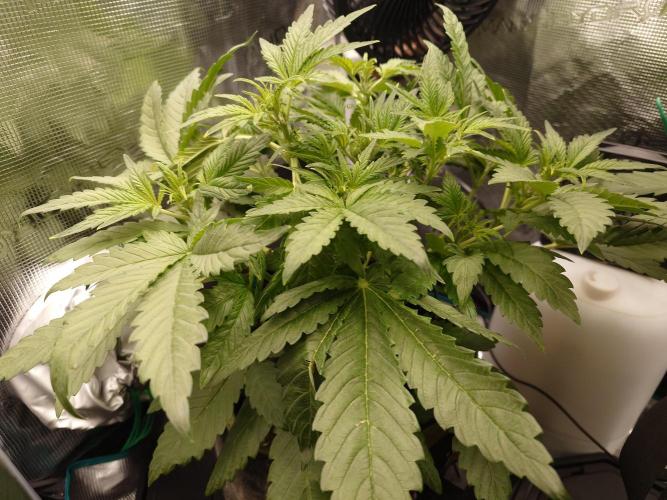 Purple Clouds. Week 5 - PH - 7.12.