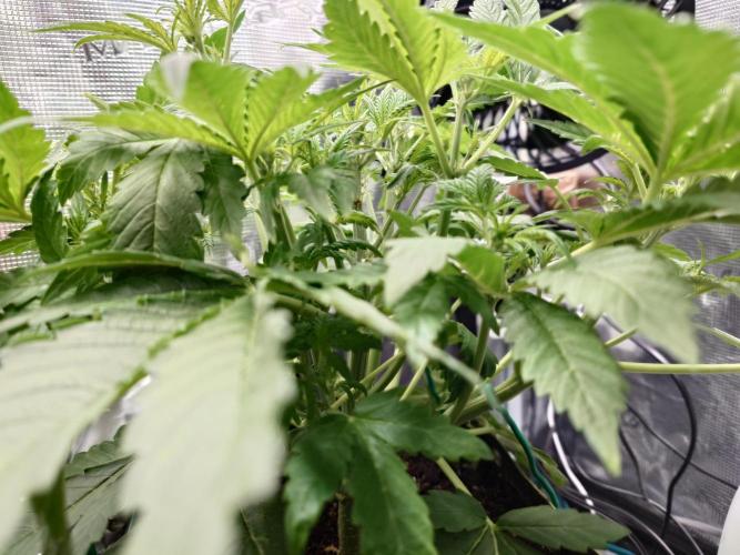 Purple Clouds. Week 5 - PH - 7.12.