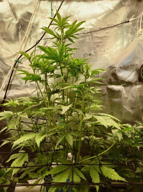 Purple Clouds. Week 5 - LCC - 7.12.