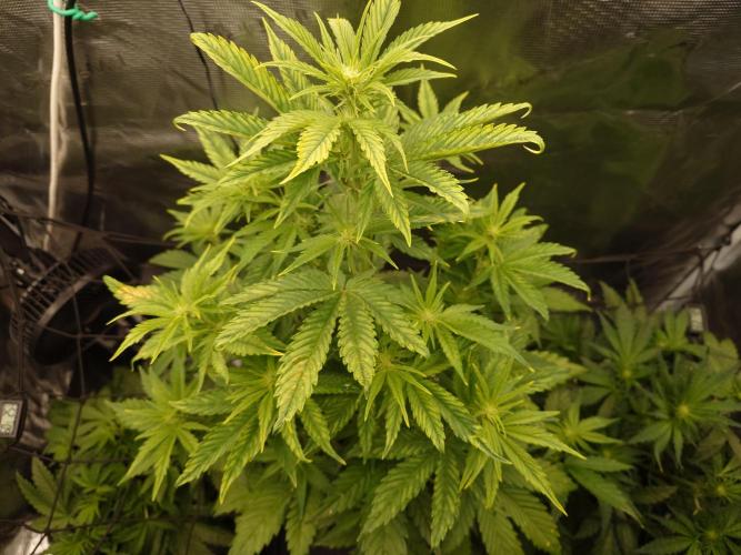 Purple Clouds. Week 5 - LCC - 7.12.