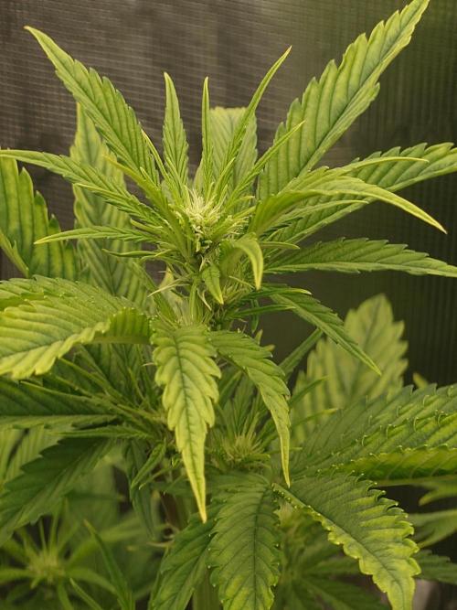 Purple Clouds. Week 5 - LCC - 7.12.