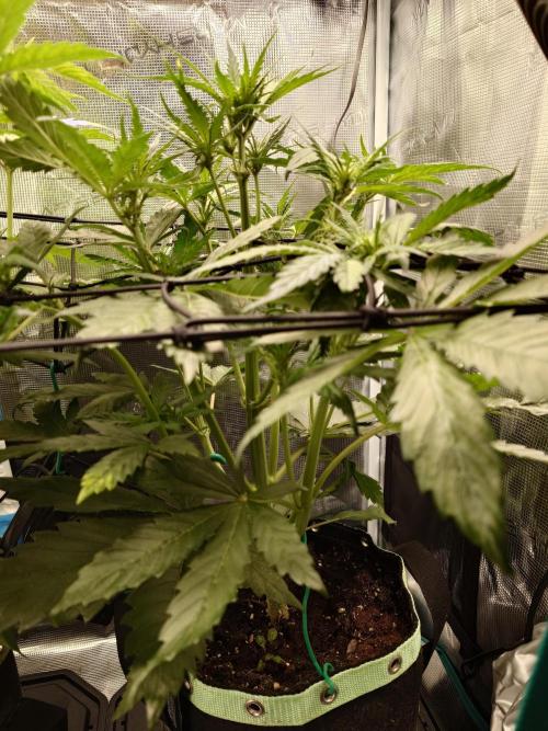 Purple Clouds. Week 5 - BPP - 7.12.