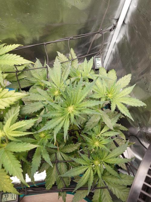 Purple Clouds. Week 5 - BPP - 7.12.