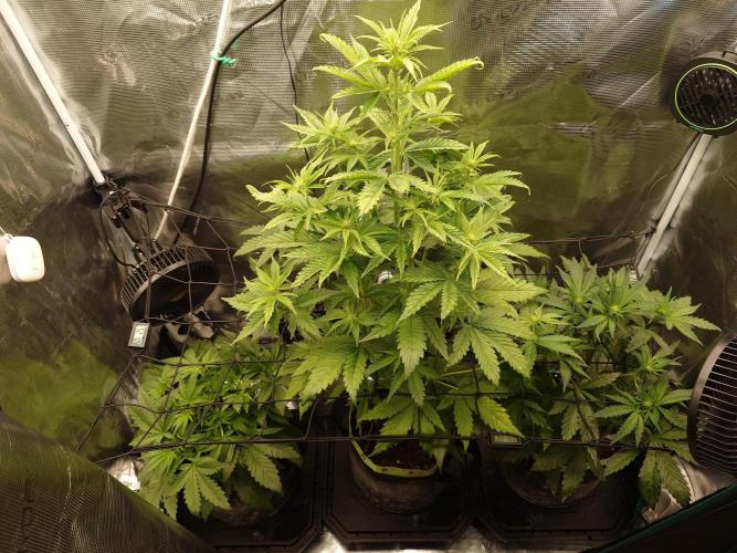 Purple Clouds. Week 5 - PH-LCC-BPP - 7.12.