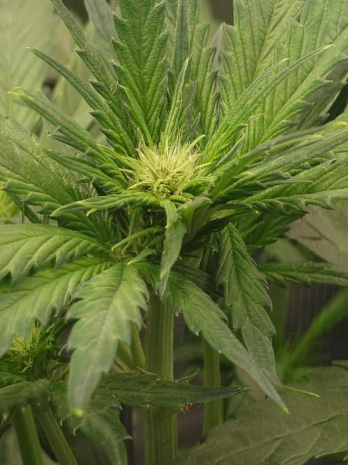 Purple Clouds. Week 5 - BPP