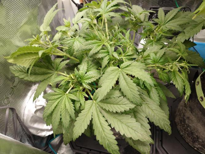 Purple Clouds. Week 5 - PH - 9.12.