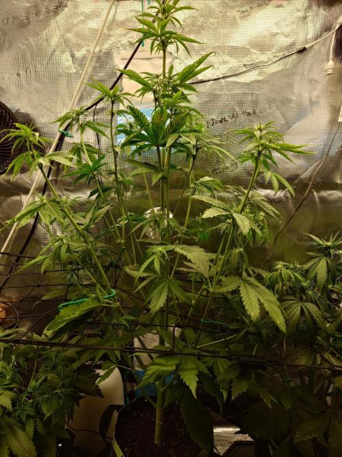 Purple Clouds. Week 5 - LCC - 9.12.