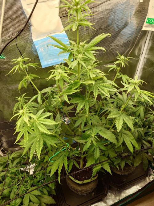 Purple Clouds. Week 5 - LCC - 9.12.