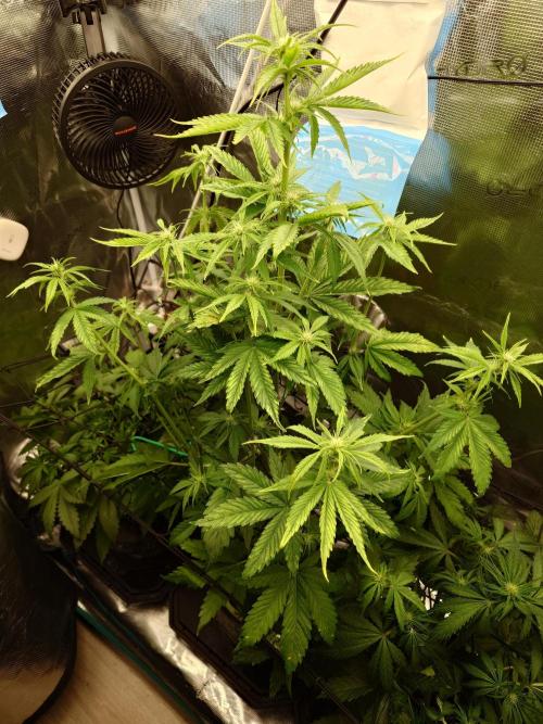 Purple Clouds. Week 5 - LCC - 9.12.