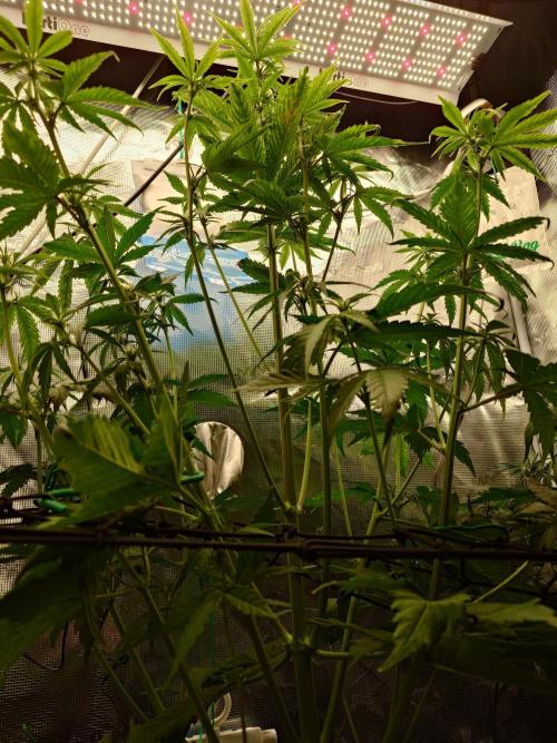 Purple Clouds. Week 5 - BPP - 9.12.