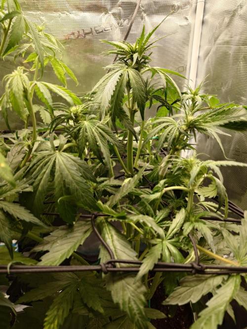 Purple Clouds. Week 5 - BPP - 9.12.