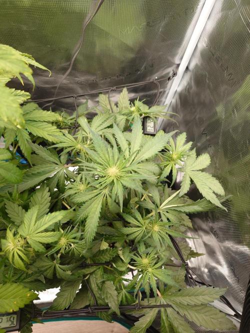 Purple Clouds. Week 5 - BPP - 9.12.