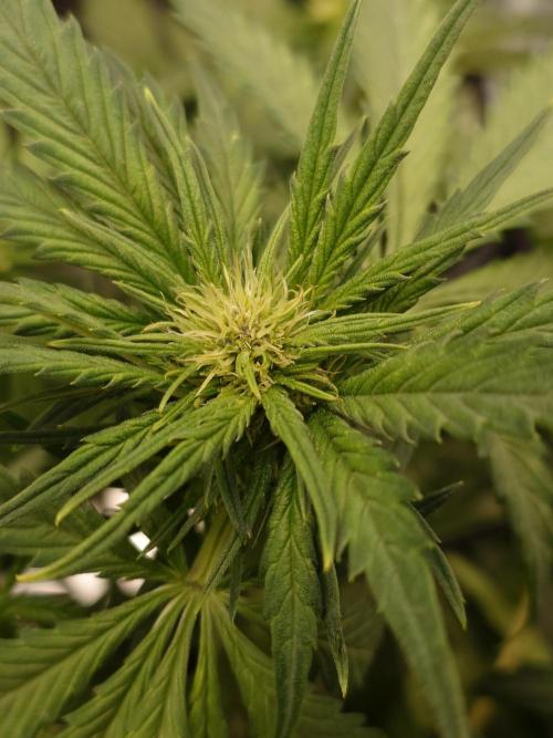 Purple Clouds. Week 5 - BPP - 9.12.