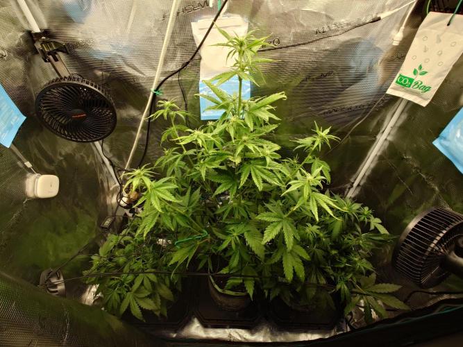 Purple Clouds. Week 5 - PH-LCC-BPP - 9.12.