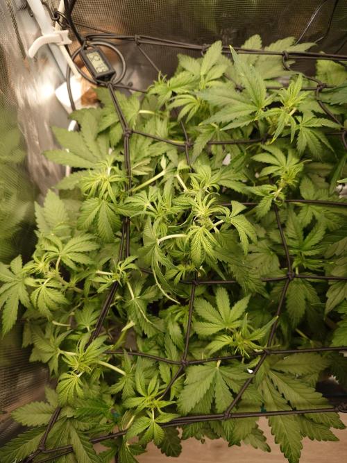 Purple Clouds. Week 5 - PH - 12.12.