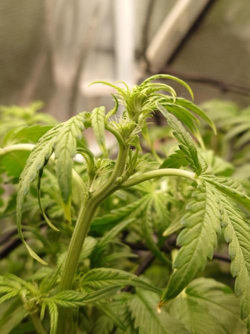 Purple Clouds. Week 5 - PH - 12.12.