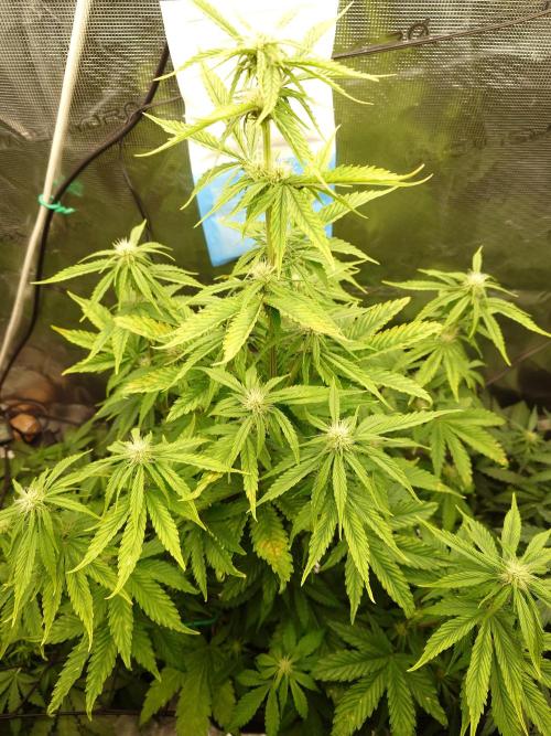 Purple Clouds. Week 5 - LCC - 12.12.