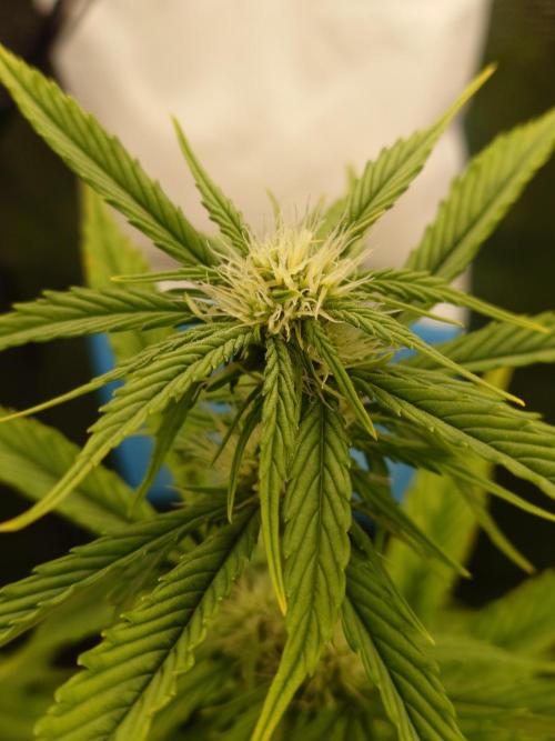 Purple Clouds. Week 5 - LCC - 12.12.