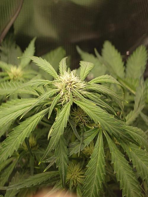 Purple Clouds. Week 5 - BPP - 12.12.