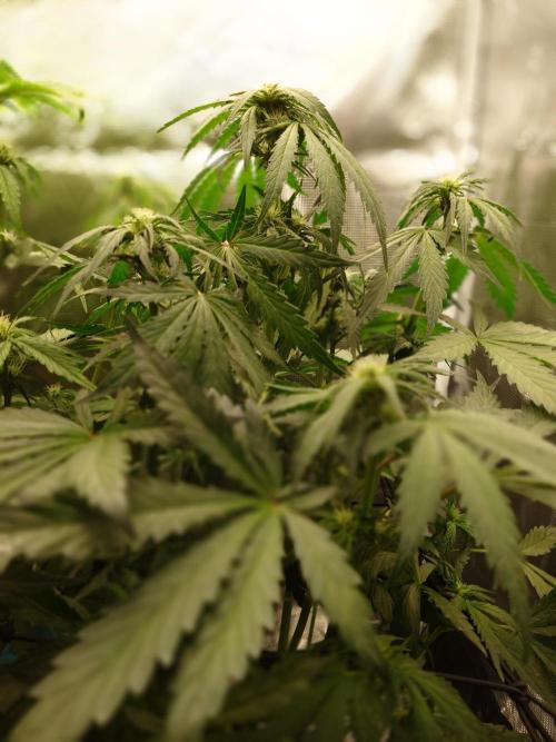 Purple Clouds. Week 5 - BPP - 12.12.