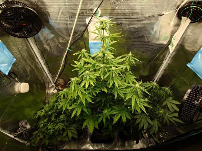 Purple Clouds. Week 5 - 12.12.