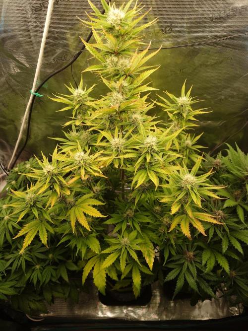 Purple Clouds. Week 6