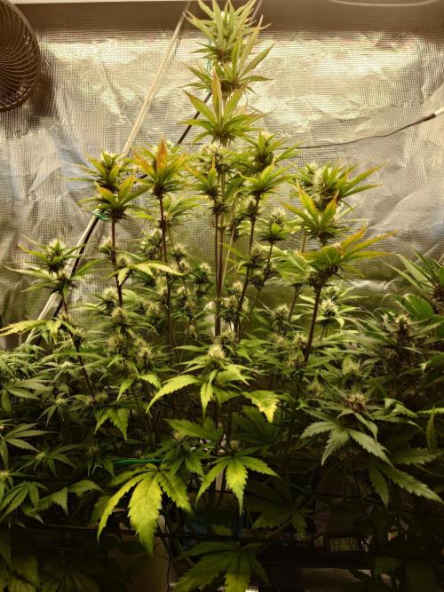 Purple Clouds. Week 6