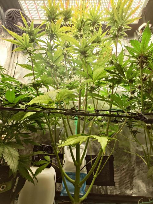 Purple Clouds. Week 6