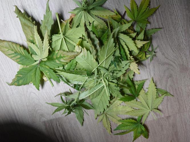 Purple Clouds. Week 6