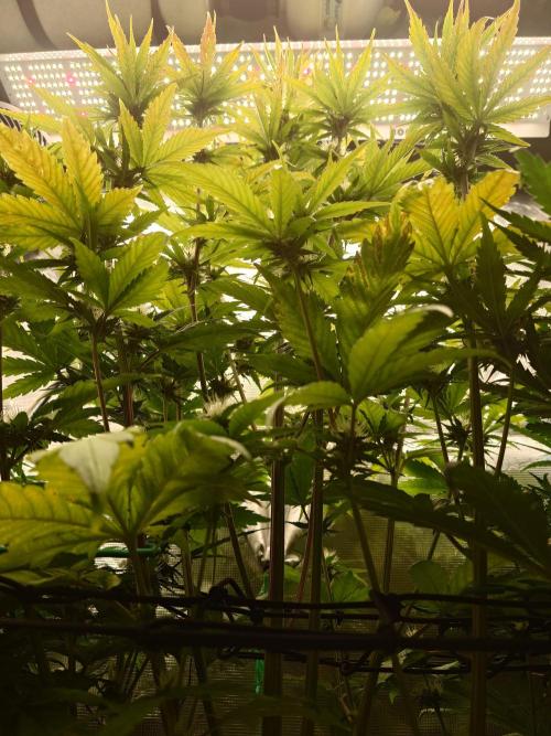 Purple Clouds. Week 6