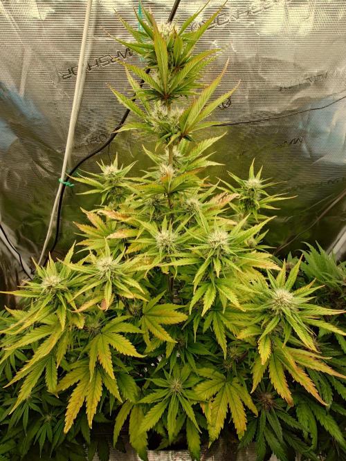 Purple Clouds. Week 6