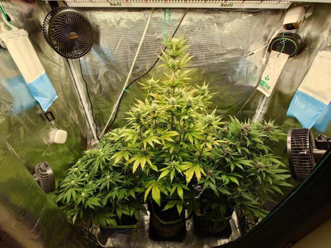 Purple Clouds. Week 6