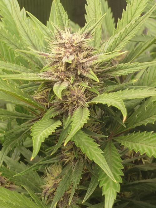 Purple Clouds. Week 6