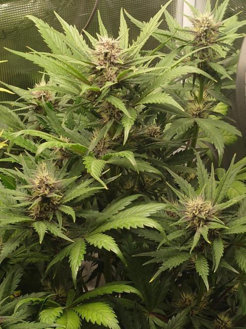 Purple Clouds. Week 6