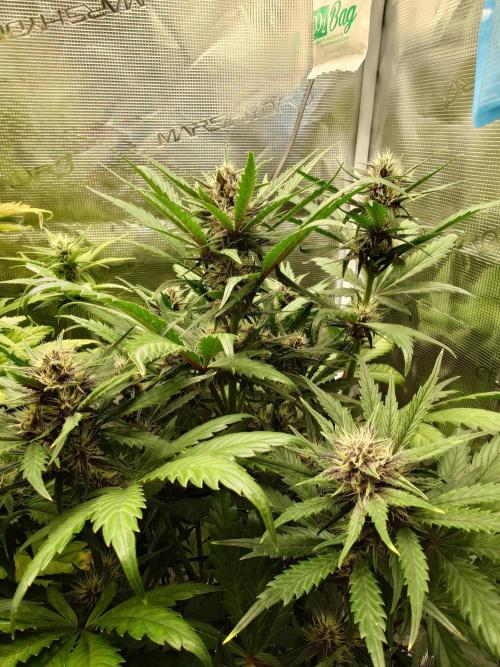 Purple Clouds. Week 6