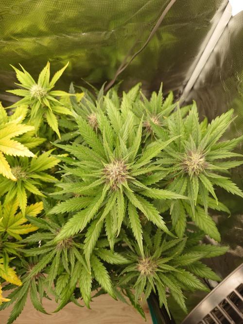 Purple Clouds. Week 6