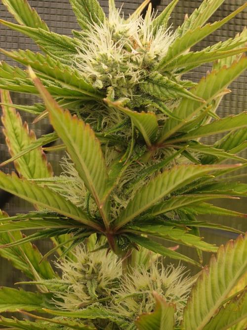 Purple Clouds. Week 6