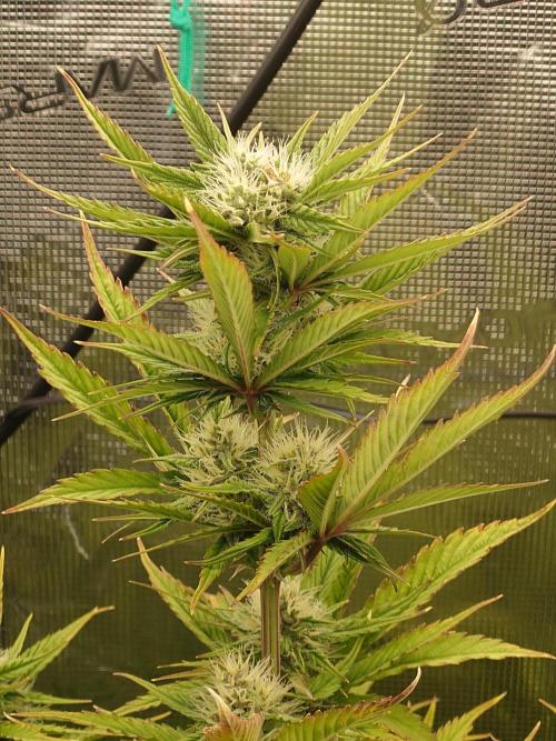 Purple Clouds. Week 6