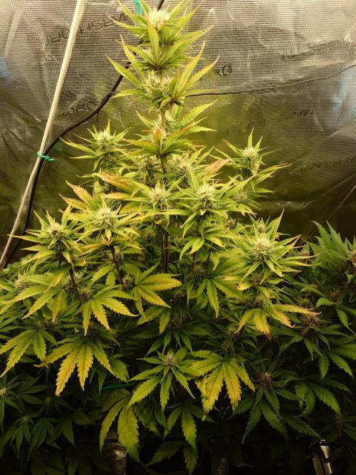 Purple Clouds. Week 6