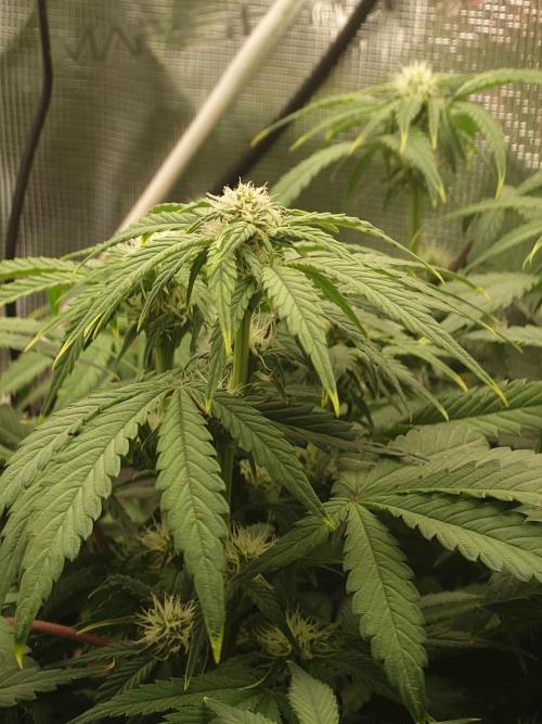 Purple Clouds. Week 6