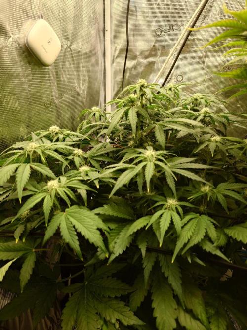 Purple Clouds. Week 6