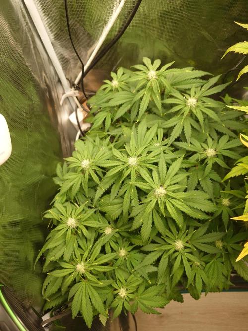 Purple Clouds. Week 6