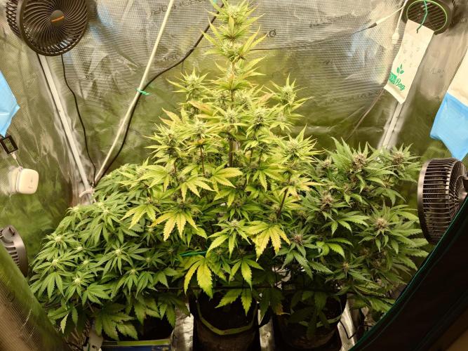 Purple Clouds. Week 6