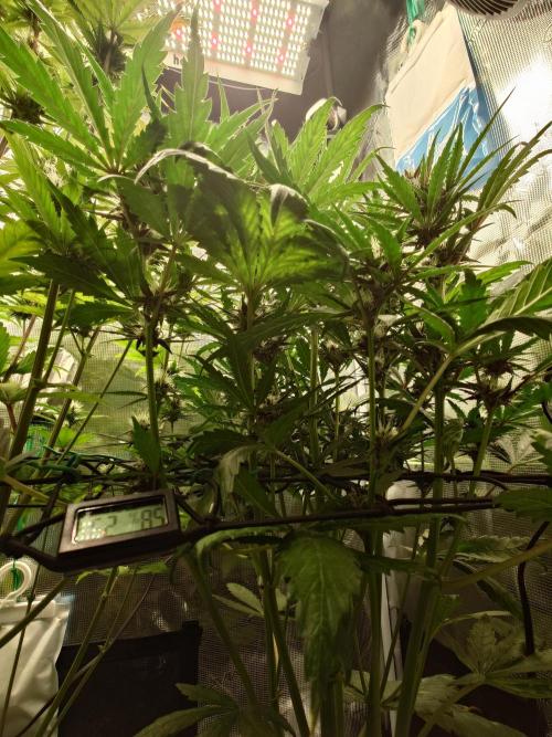 Purple Clouds. Week 6