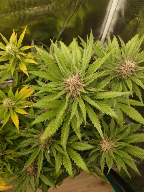 Purple Clouds. Week 6