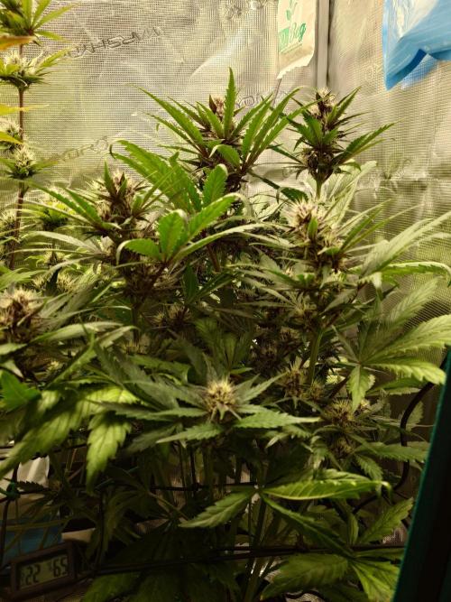 Purple Clouds. Week 6