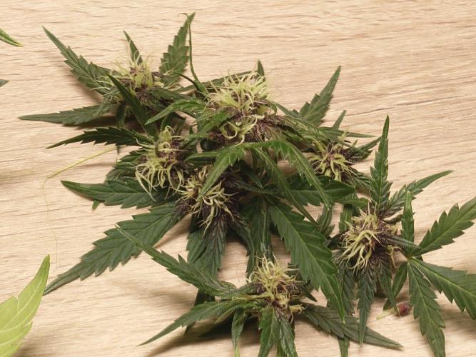 Purple Clouds. Week 6